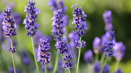 Obraz premium Beautiful Lavender House Plant in a Pot