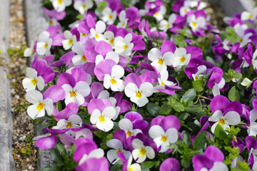 Beautiful pansy flowers in the garden