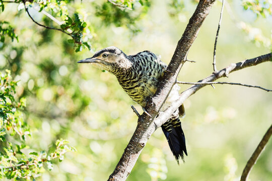 Flicker in the forest