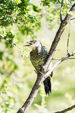 Chilean Flicker