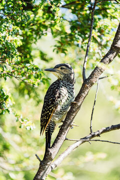 Chilean Flicker