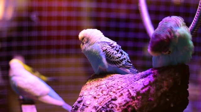 The swan in the cage, Melopsittacus undulatus, A blue and white male budgie on a wooden perch inside a cage, Budgerigar Australian Parakeet Melopsittacus undulatus parrot pet Bird,budgerigar isolated 