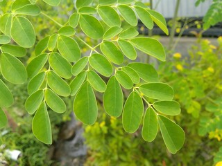 Close-up of the Bright Green Leaves of a Moringa Tree in a Natural Scene