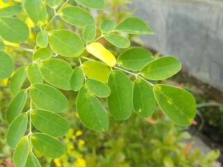 Close-up of the Bright Green Leaves of a Moringa Tree in a Natural Scene