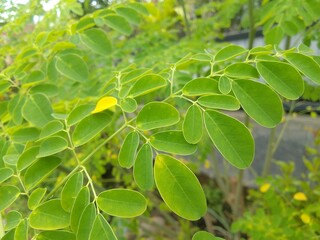 Close-up of the Bright Green Leaves of a Moringa Tree in a Natural Scene