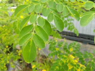 Close-up of the Bright Green Leaves of a Moringa Tree in a Natural Scene