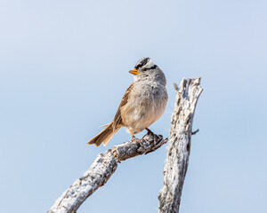 White-crowned Sparrow on a branch
