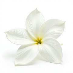 Fototapeta premium Jasmine flower, isolated white background, symbol Thailand, Mothers Day, purity and elegance, clipping path