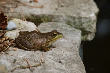 frog in pond