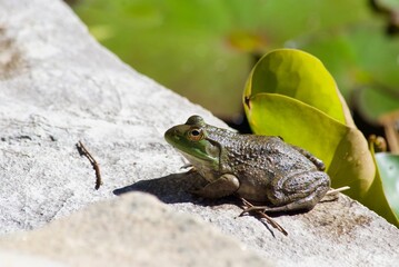 frog in pond