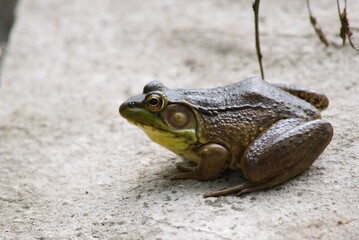 frog in pond