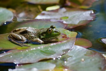 frog in pond