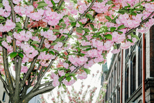 Blooming Japanese cherry tree on a sunny spring day