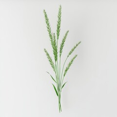 Fototapeta premium Thriving plant with long green stems displaying vibrant growth against a clean white background in a natural setting