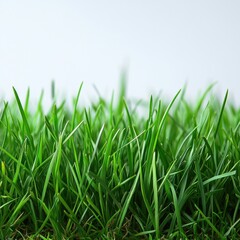 Fototapeta premium Simple yet stunning grass field captured in highest quality minimalistic photo offering a peaceful natural background