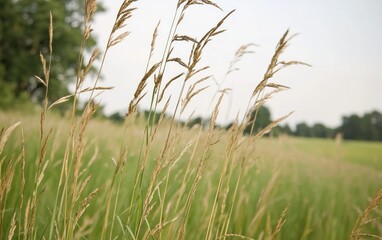 Close-up of tall grasses in a field, with muted tones of green and brown.  The background is softly blurred, showing more of the grassy field and distant trees under a light sky