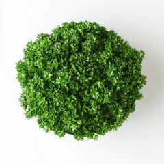 Fototapeta premium Fresh green parsley stack styled on a pure white background creating a minimalist and clean culinary aesthetic