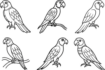 Various Bird Line Art Illustration Collection.
