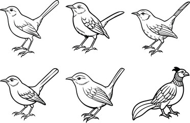 Fototapeta premium Various Bird Line Art Illustration Collection.