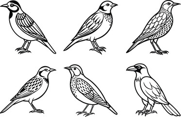 Obraz premium Various Bird Line Art Illustration Collection.