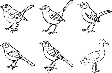 Various Bird Line Art Illustration Collection.