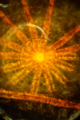 Micrograph of moss leaf tips in multiple exposure at 100x.