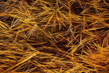 Patterns of fallen pine needles on water in Manchester, Connecticut.