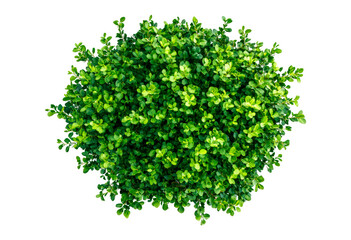 Green spherical shrub