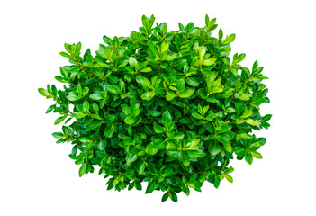 Obraz premium Bush with vibrant green leaves 