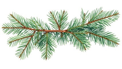  Fir Tree Branch