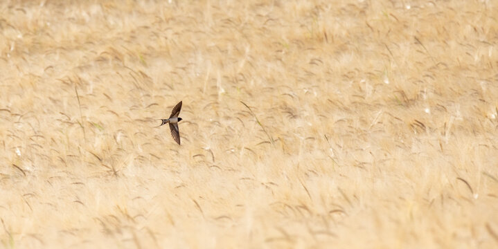 Swallow feeding in flight.