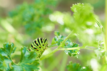 パセリの葉を食べる一匹のキアゲハの五齢幼虫