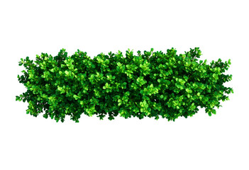 Fototapeta premium Green bush isolated on transparent background