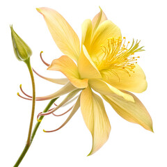 Elegant pale yellow aquilegia flower bloom isolated transparent background