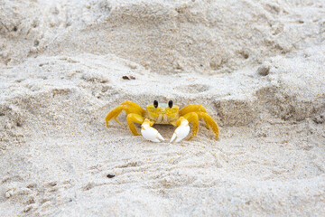 Ocypode quadrata is a species of crab in the Ocypodidae family. It is found on sandy beaches from New Jersey, in the United States, to southern Brazil.