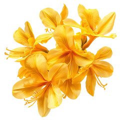 Vibrant yellow azalea blooms close up floral photography isolated transparent background