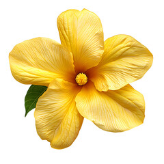 Vibrant yellow hibiscus flower bloom close up macro shot isolated transparent background