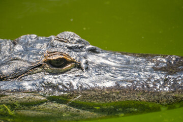 Close -up of American alligator (Alligator mississippiensis) at Panaewa Rainforest Zoo and Gardens, Hawaii