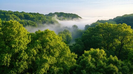Fototapeta premium Misty Morning Over Lush Green Forest with Vibrant Foliage