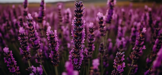 Obraz premium Vibrant purple lavender flowers in a field