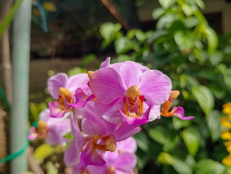 purple orchid flower, moon Orchid pink or philaneopsis pulcherima blooming on the garden. 
