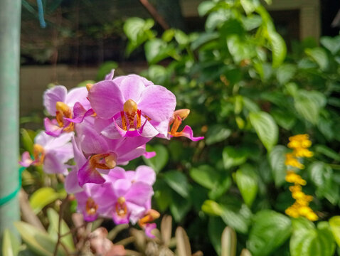 purple orchid in garden. Pink moon Orchid or philaneopsis pulcherima blooming. 