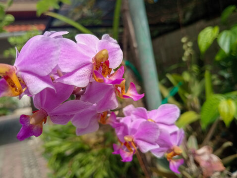 purple orchid flowerp or philaneopsis pulcherima blooming. Pink moon Orchid. 