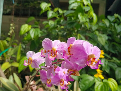 pink orchid flowers or phalaneopsis pulcherima blooming on the park. 