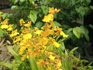 yellow flowers blooming on the park. Yellow Orchid blooming. 