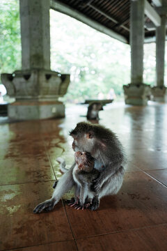 Monkeys Embrace Warmly in Serene Temple Courtyard