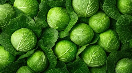 Fototapeta premium Fresh green cabbages arranged in a vibrant display
