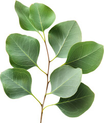 Fototapeta premium Vibrant green leaves on a delicate stem