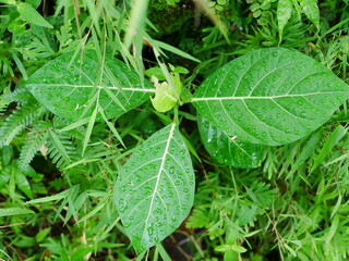 close up of awar awar or ficus leaves