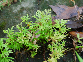Artemisia annua plants growing on rocks